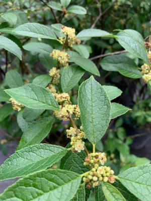 Ilex verticillata Southern Gentleman