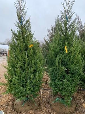 Juniperus chinensis Mountbattan