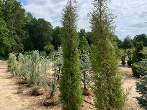 Juniperus virginiana Taylor