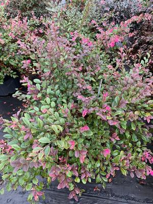 Loropetalum chinensis Daruma