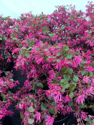 Loropetalum chinensis Ruby