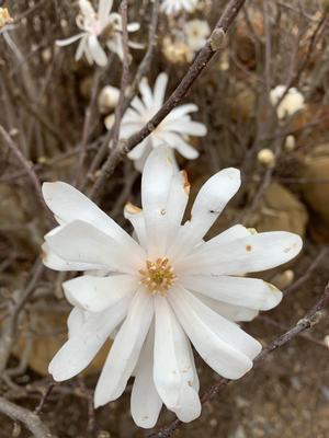 Magnolia stellata Royal Star