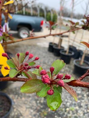 Malus Purple Prince