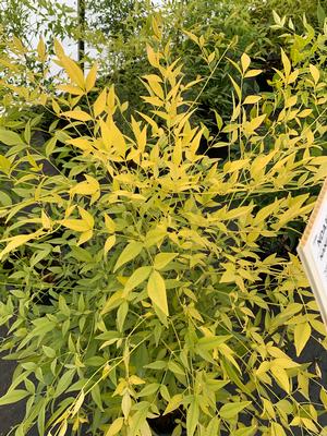 Nandina domestica Alba