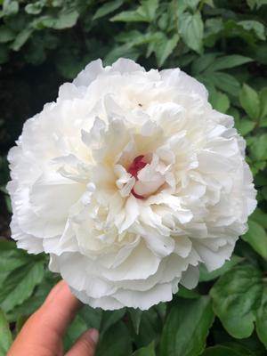 Paeonia lactiflora Festiva Maxima