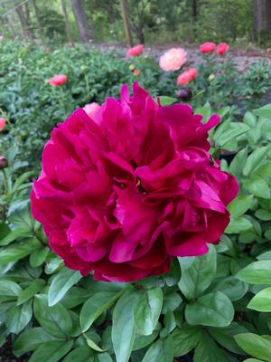 Paeonia lactiflora Red Sarah Bernhardt