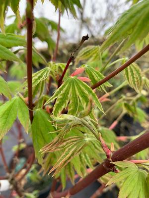 Acer palmatum Yama Nishiki