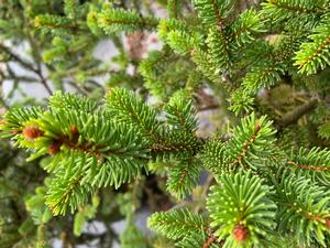 Picea abies Will's Zwerg