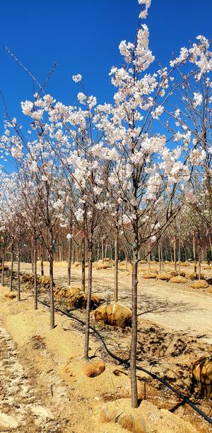 Prunus x yedoensis Akebono