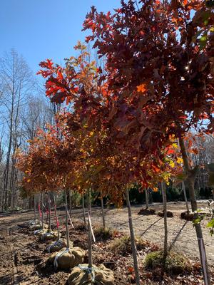 Quercus falcata 