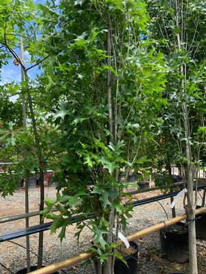 Quercus palustris Green Pillar