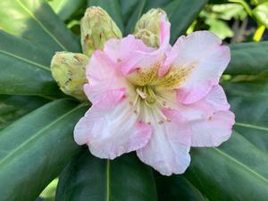 Rhododendron Scintillation