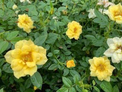 Rosa Drift® Lemon (PP20635) 