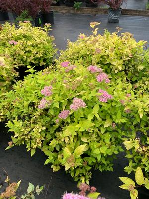 Spiraea X bumalda Limemound®