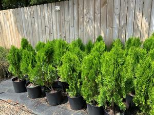 Thuja orientalis Berkman's Golden