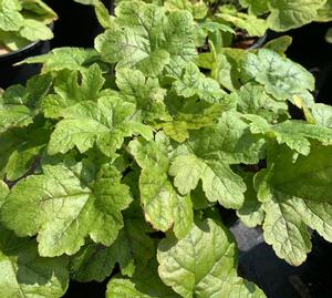 Tiarella cordifolia 