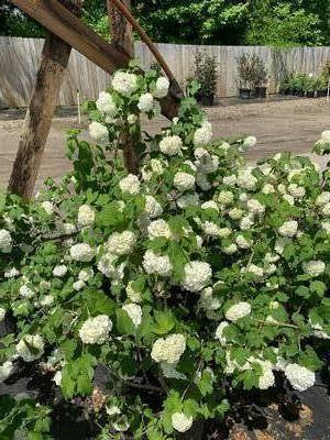 Viburnum opulus Roseum Sterile