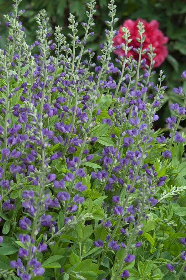 Baptisia australis 