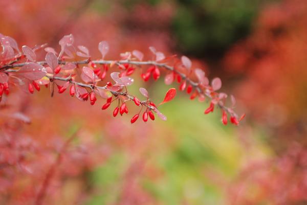 Berberis thunbergii Rose Glow