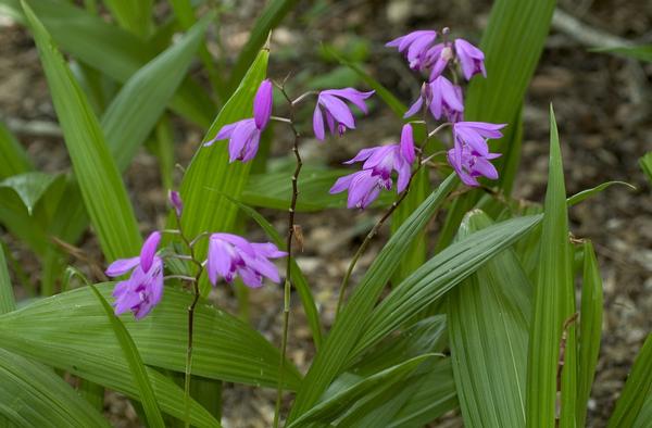 Bletilla striata 