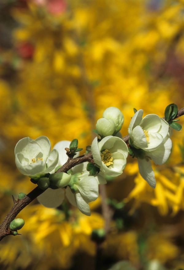 Chaenomeles speciosa Jet trail