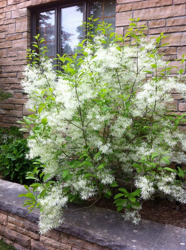 Chionanthus virginicus 