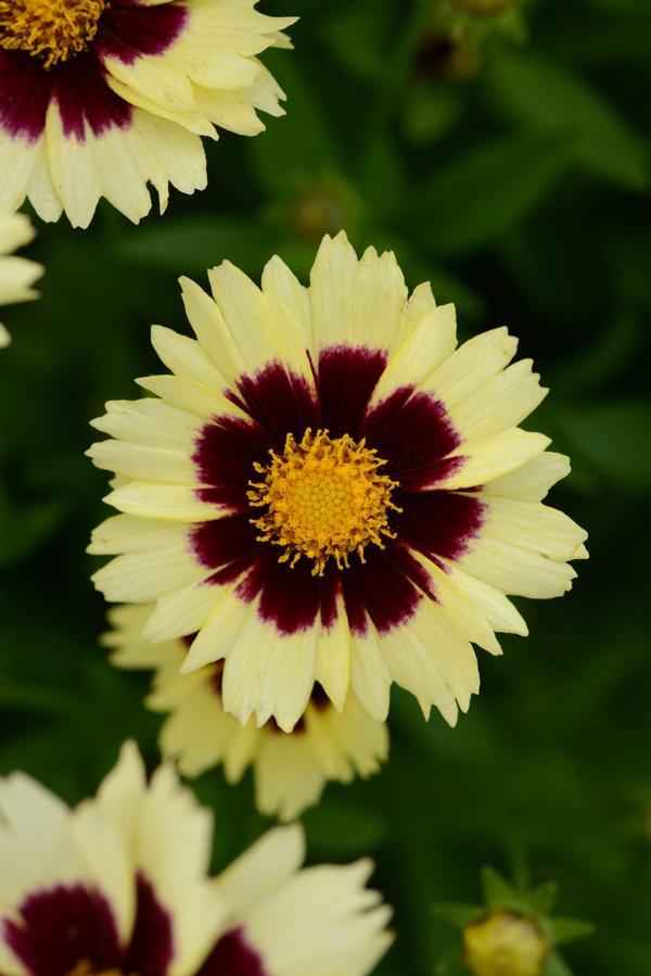 Coreopsis Cream & Red