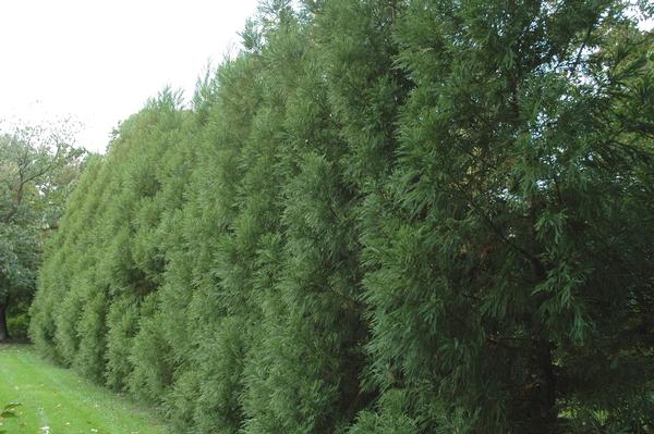 Cryptomeria japonica Radicans