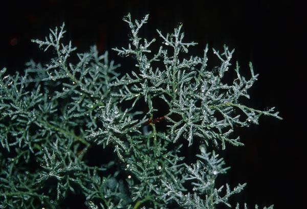 Cupressus arizonica Blue Ice