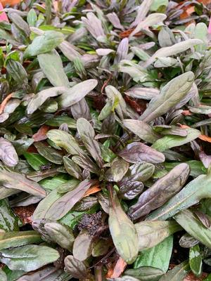 Ajuga reptans Chocolate Chip