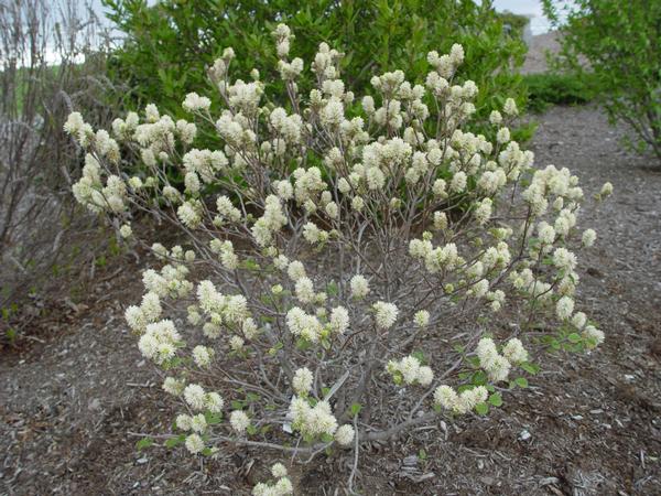 Fothergilla gardenii 