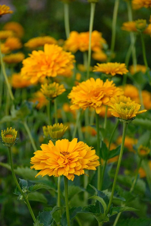 Heliopsis helianthoides Summer Sun