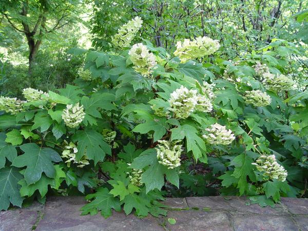 Hydrangea quercifolia 