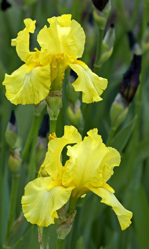 Iris germanica Harvest Of Memories