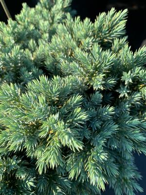 Juniperus squamata Blue Star