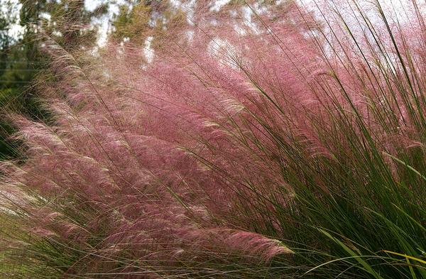 Muhlenbergia capillaris 