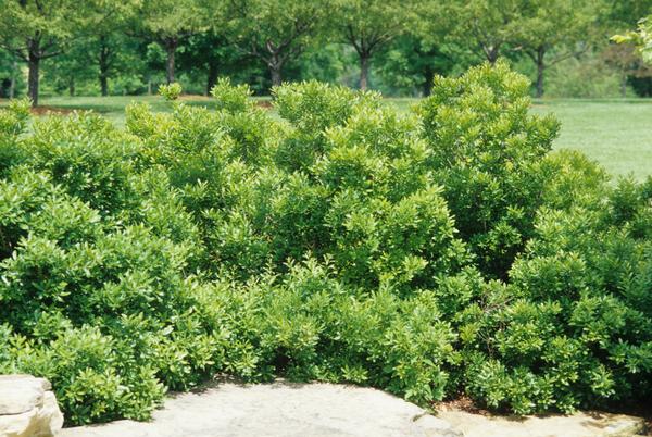 Myrica pensylvanica 