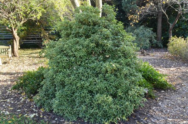 Osmanthus heterophyllus Goshiki