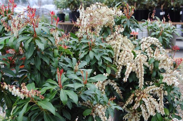 Pieris japonica Mountain Fire