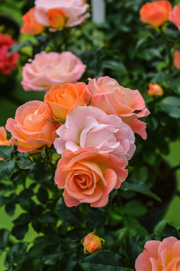 Rosa Drift® Peach (PP18542) 