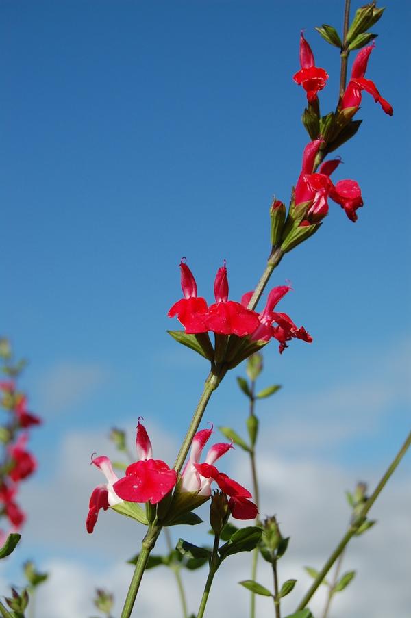 Salvia microphylla Hot Lips