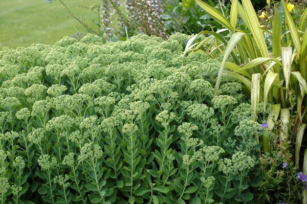 Sedum spectabile Autumn Joy