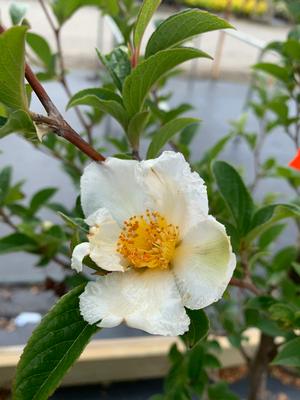 Stewartia pseudocamellia 