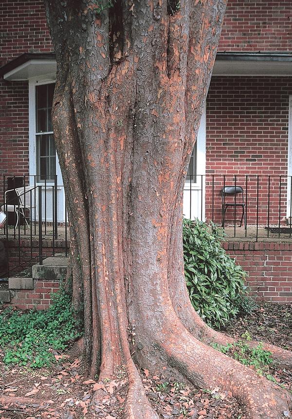 Ulmus parvifolia Allee® 