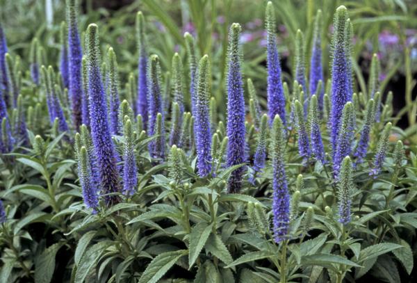 Veronica spicata Royal Candles