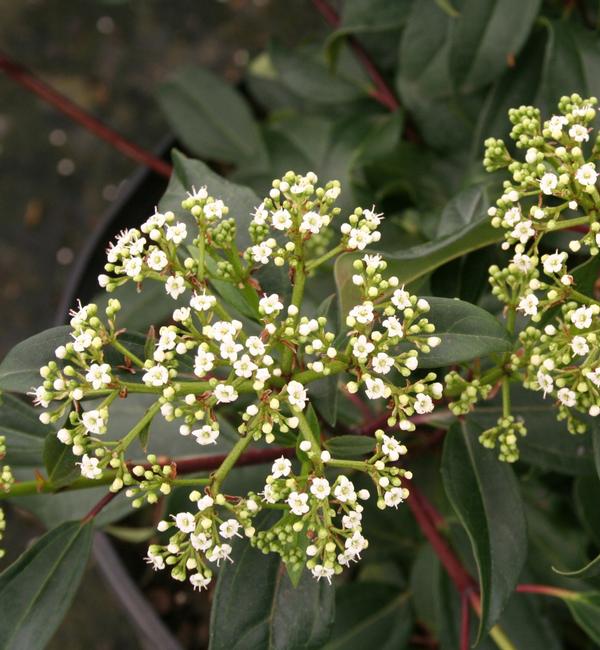 Viburnum X (tinus x davidii) Moonlit Lace® 