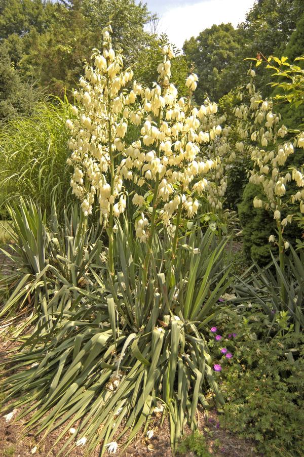 Yucca filamentosa 