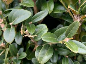 Buxus sempervirens Piney Mountain™