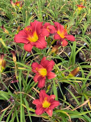 Hemerocallis Pardon Me