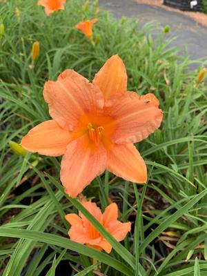 Hemerocallis Pink Wing